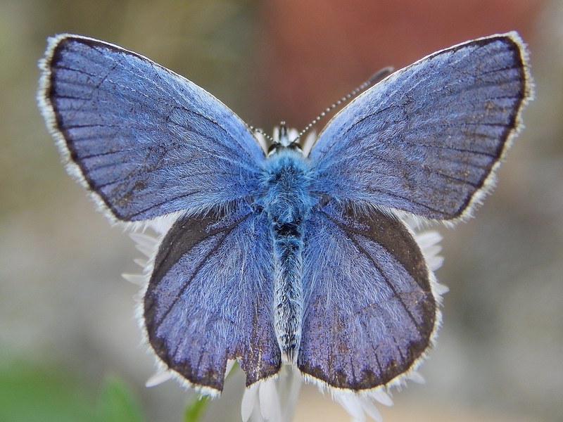 Aiuto ID Plebejus sp.